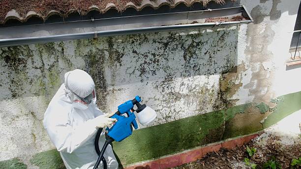 Top rated local Mold Remediation specialists in East Waterford, PA